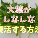 大葉 しなしな 食べれる