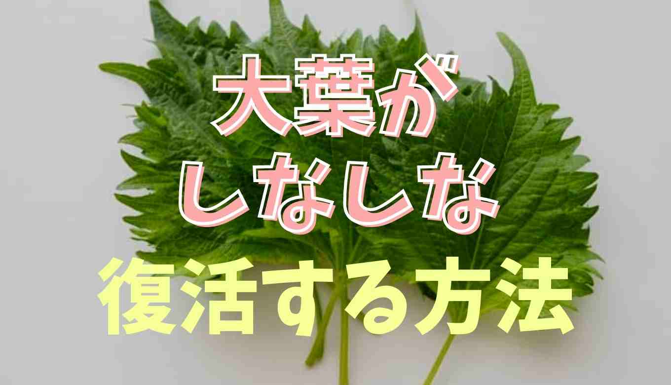 大葉がしなしなになったら復活できる？大葉 しなしな 食べれる | 長持ちさせる保存方法も紹介