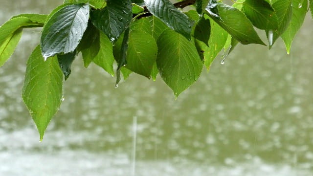にわか雨 とは